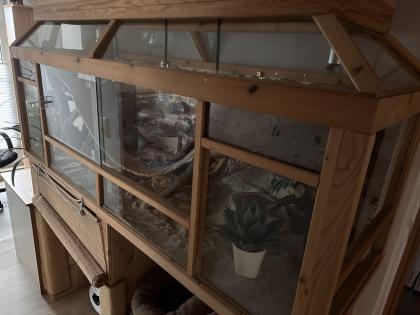 Terrarium mit viel Zubehör und 2 Bartagamen
