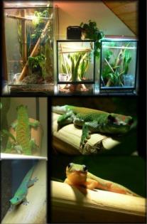 Biete 3 Terrarien mit Besatz -Madagasischer Taggecko- u. Goldstaub-Taggecko