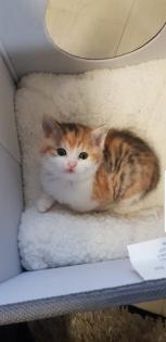Bkh Kitten 2 Glückskatzen 3 farbig