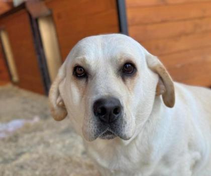 Kambodza - ein typischer Labrador