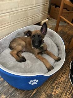 Malinois Belgischer Schäfer Welpe 12 Wochen alt
