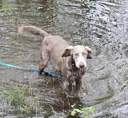 Langhaar-Weimaraner Wurf ab 9. 9. 25