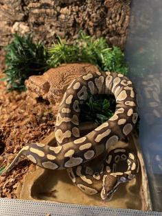 0. 1 Female Lesser Königspython Python regius