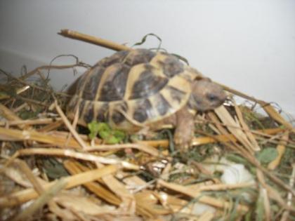 Griech. Landschildkröten Nachzucht 20/21/22
