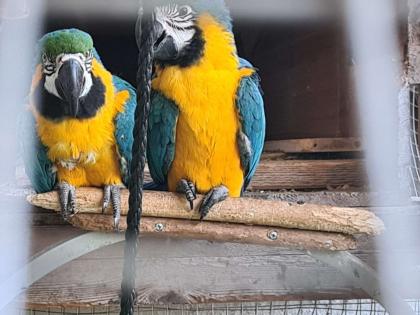 GELBBRUST ARA PAPAGEI PAAR AN GUTE HÄNDE ZU VERKAUFEN