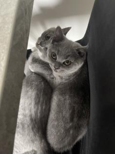 BKH Katzen suchen neues Zuhause