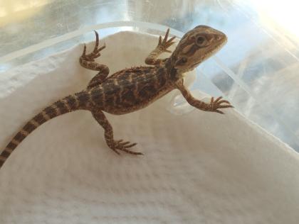 Bartagame Babys brauchen schnell ein neues Zuhause