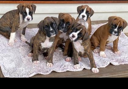 Boxerwelpen aus Hobbyzucht m. Papieren u. EU- Heimtierausweis. T W 0178 7499770