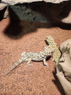 1. 2 Teratoscincus Roborowski - Wundergeckos adult