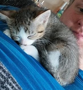 EKH Jungkatzen Ich suche ein liebevolles Zuhause für meine zwei super süßen verschmusten Katzen.