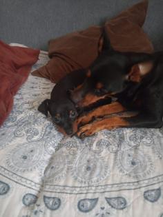 Zwei Zwergpinscher-Rüden suchen ein liebevolles Zuhause