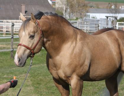 American Quarter Horse Deckhengst