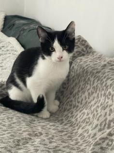 Babykatze 3 Monate alt abzugeben
