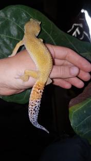Leopardgeckos 1 Männlein 2 Weiblein sowie 1 weibliches Jungtier