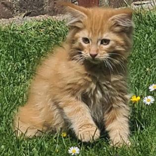 Liebevolle Maine coon mit Stammbaum