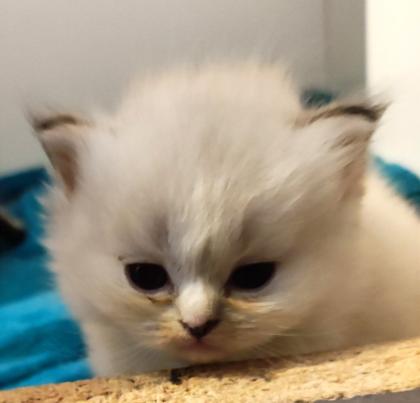 BKH und BLH Kitten suchen liebevolles Zuhause