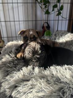 Französische Bulldogge welpen