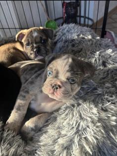 Französische Bulldogge welpen