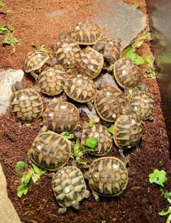 Griechische Landschildkröten Nachzuchten THB 2022 abzugeben