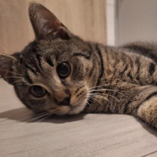 Fundkatze Gino sucht ein Zuhause