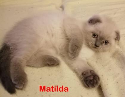 BKH Schottische / Britische / Kitten / Kätzchen
