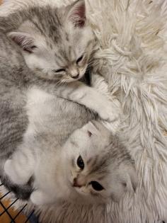 Britisch Kurzhaar mix Kitten