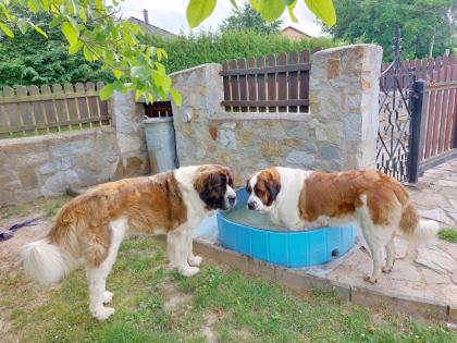Welpen Moskauer Wachhund