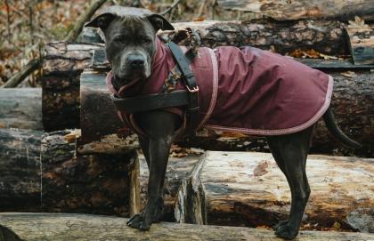 Ganz tolle Familienhündin American Bully -Mix