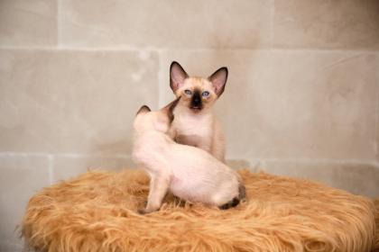 Siamkitten von unserer THAIMAHAL ENGEL in den Farben seal point und chocolate point