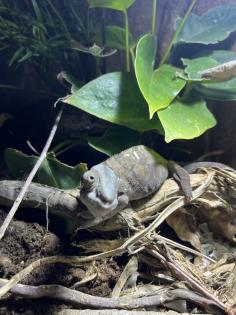 Panther Chamäleon mit Terrarium