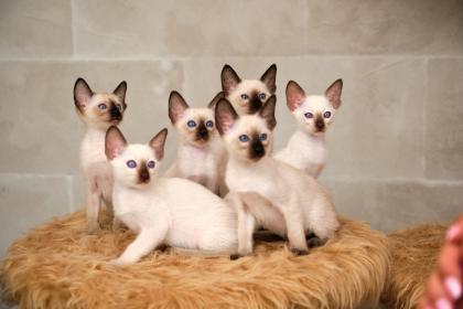 Siamkitten von unserer THAIMAHAL ENGEL in den Farben seal point und chocolate point