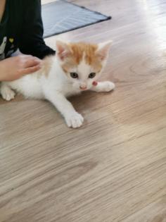 Katzenbabys Kitten abzugeben