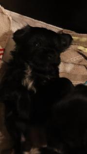 Reinrassige Tibet TerrierWelpen mit Papieren