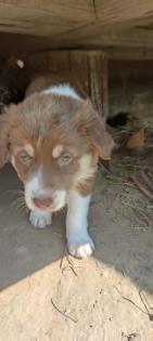 Australian Shepherds