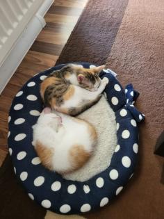 2 Katzen dringend abzugeben