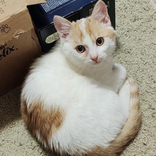Fundkatze RISHI sucht ein Zuhsuse