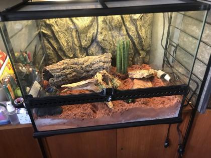 Verkaufe 2 Dünnfingergeckos Terrarium und Zubehör kann optional erworben werden