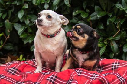 FÜRI - DOBBY-CHI - Chihuahua-Mix und Chihuahua - 9 und 5 Jahre alt - Tierhilfe-F