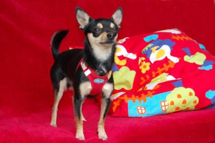 ROCKY BALBOA - Chihuahua - 1 Jahr - Tierhilfe-Franken e. V.