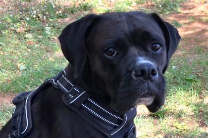 BLACK ABBY - Boxer-Mix - 5 Jahre - Tierhilfe-Franken e. V.