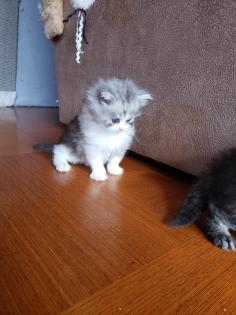 Perser Katze mit Nase