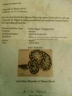 Terrarien Königspython Wir brauchen Dringend ein neues Zuhause