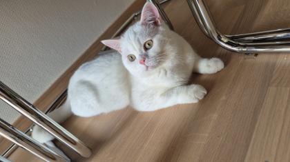 BKH Deckkater Boncuk