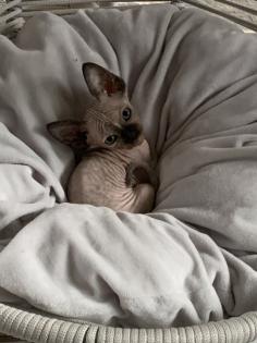 Don Sphinx Katzenbabys