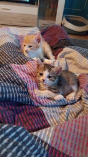 EKH Jungkatzen Ich suche ein liebevolles Zuhause für meine zwei super süßen verschmusten Katzen.