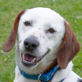 CORNY - Mix - 2 Jahre - Tierhilfe-Franken e. V.