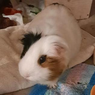 COOKIE - Meerschweinchen - 4 Jahre - Tierhilfe-Franken e. V.