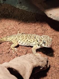 1. 2 Teratoscincus Roborowski - Wundergeckos adult