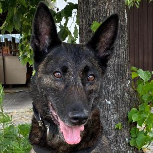 PEKSI - Holländischer Schäferhund - 7 Jahre - Tierhilfe-Franken e. V.