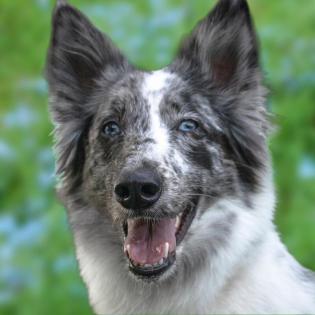 MALIN - Mix - 5 Jahre - Tierhilfe-Franken e. V.